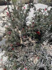 Calliandra californica