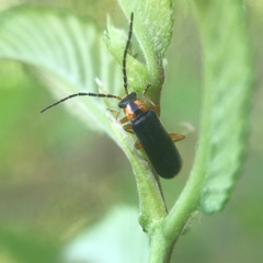 Rhagonycha oriflava