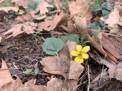 Viola sheltonii