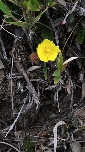 Potentilla matsumurae iNat (2)