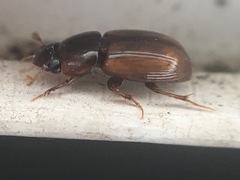 Blackburneus stercorosus