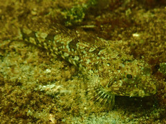 Northern Sculpin photo 2