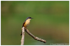 Prinia socialis