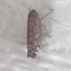 Osbornellus filamentus