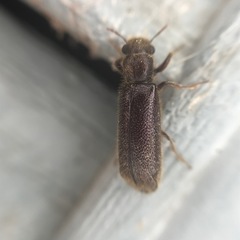 Melalgus plicatus
