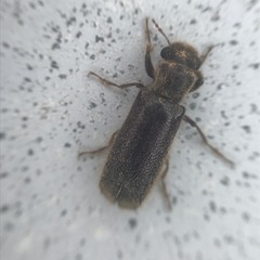 Melalgus plicatus