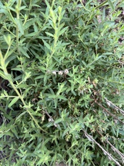 Sairocarpus multiflorus