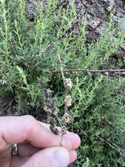 Sairocarpus multiflorus
