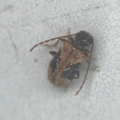 Ptinus texanus
