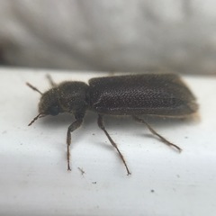 Melalgus plicatus
