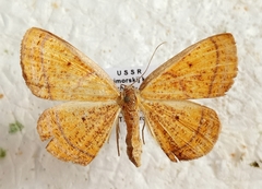 Scardamia aurantiacaria