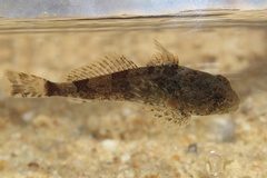 Cottus carolinae