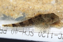 Cottus carolinae