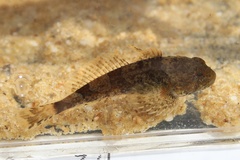 Cottus carolinae