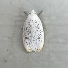 Durrantia piperatella