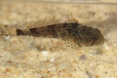 Cottus carolinae