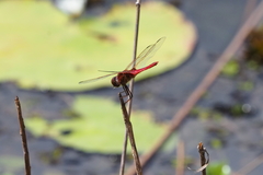 Urothemis aliena