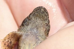 Cottus carolinae