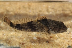 Cottus carolinae