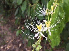 Capparis micracantha