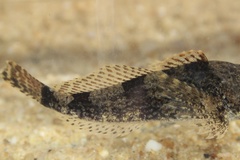 Cottus carolinae