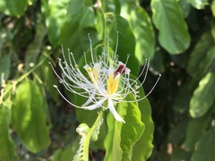 Capparis micracantha