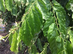 Capparis micracantha