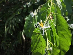 Capparis micracantha