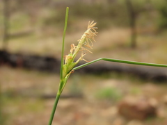 Carex multicaulis