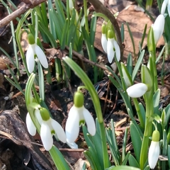 Galanthus nivalis