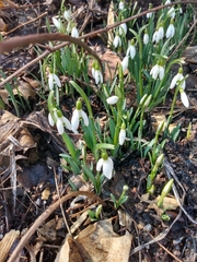 Galanthus nivalis