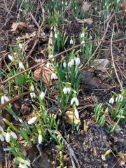 Galanthus nivalis