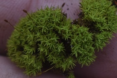 Weissia jamaicensis