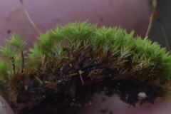 Weissia jamaicensis