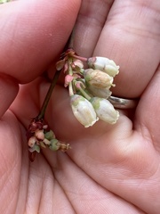 Vaccinium formosum