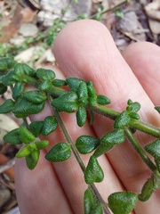 Prostanthera densa
