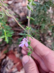Prostanthera densa