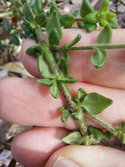Prostanthera densa