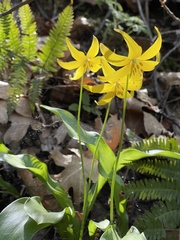 Erythronium tuolumnense