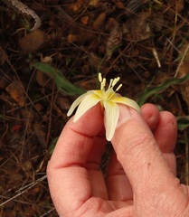 Erythronium citrinum