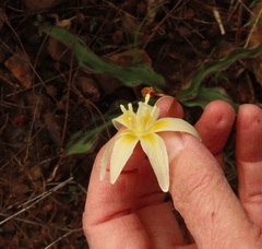 Erythronium citrinum