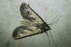 Agrotis munda