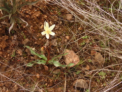 Erythronium citrinum