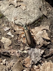 Lytta aenea