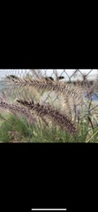 Cenchrus pennisetiformis