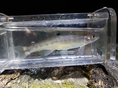 Lythrurus fasciolaris