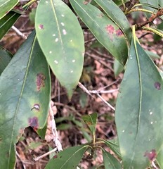 Diaporthe kalmiae