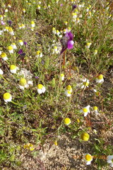 Linaria joppensis