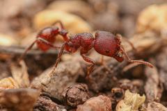 Pogonomyrmex huachucanus
