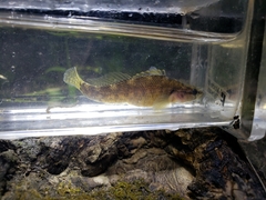 Etheostoma nigripinne